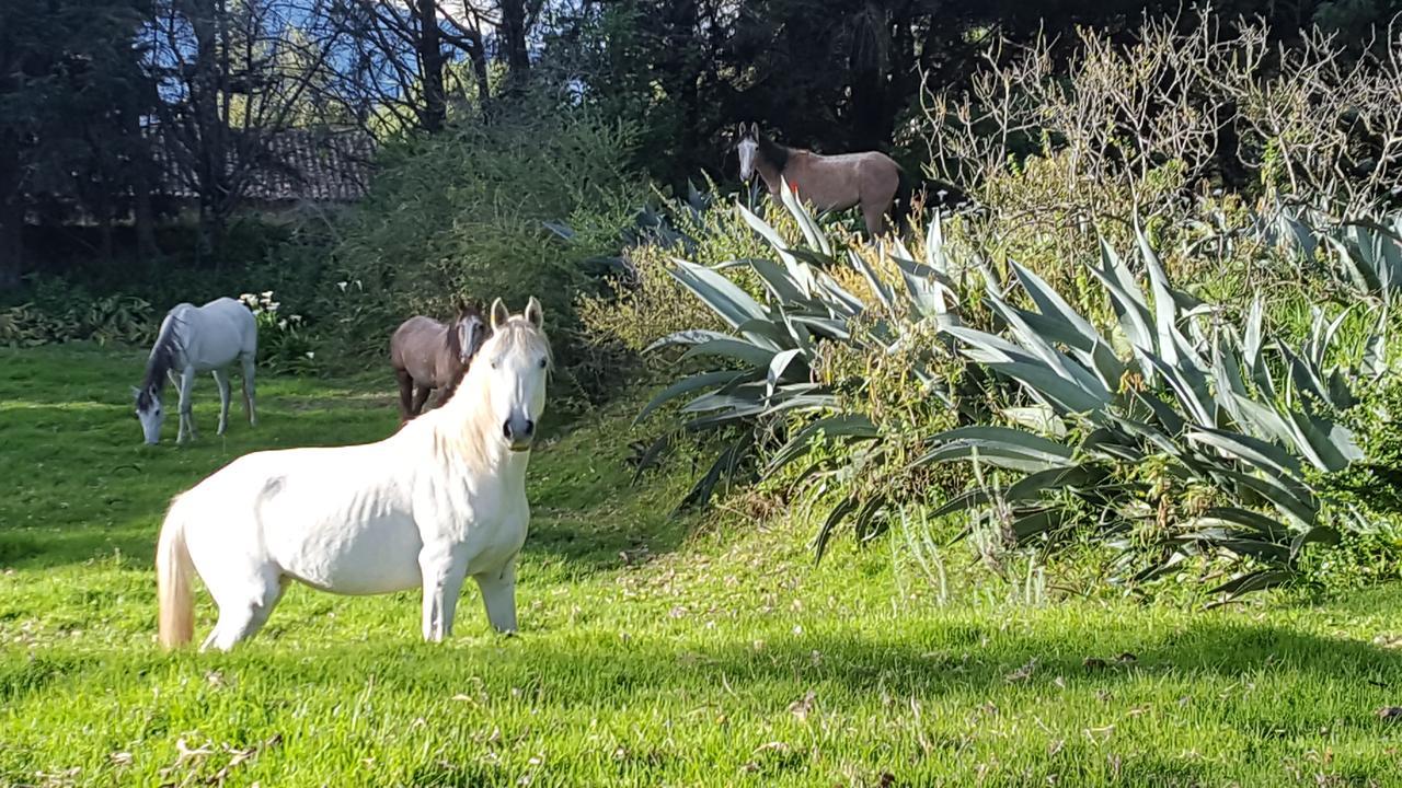 Hacienda Guachala Hotel Cayambe Buitenkant foto