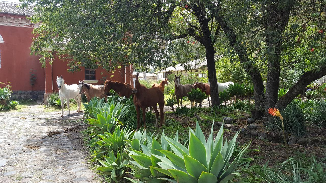 Hacienda Guachala Hotel Cayambe Buitenkant foto